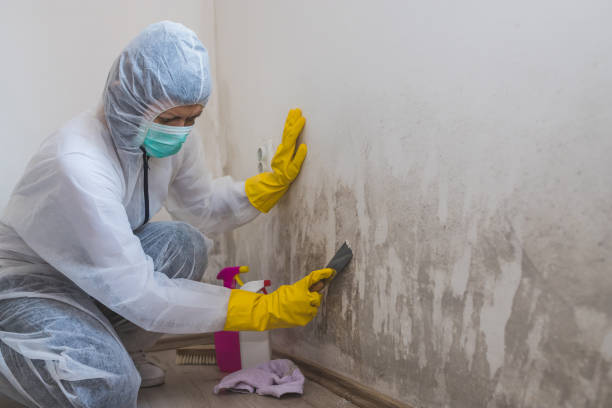 Trusted Utica, IN Mold Remediation Experts
