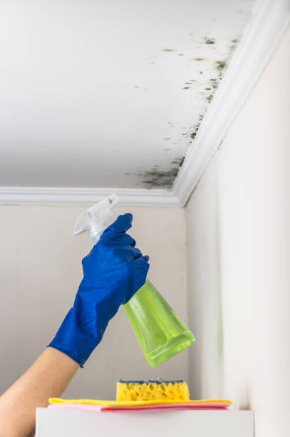 Best Post-Flood Mold Remediation in Utica, IN